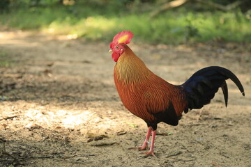 
Rooster