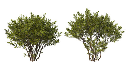 Shrubs and flowers on a white background.