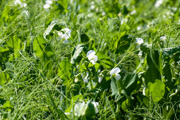 blooming peas on an agricultural field in the summer