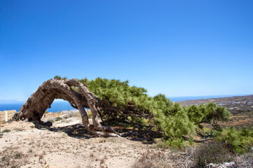 Fototapeta premium El Pino Esrengado or The Strenched Pine growing in Arico ,Tenerife Island, The name due to its particular shape and Pine is than 300 years old