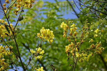 yellow flowers in spring