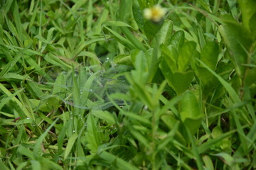 dew on grass