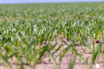 agricultural fields with a large number of young green cereal wheat as grass