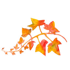 Ivy leaves. Boston ivy, watercolor, white background.Hanging branches of autumn ivy with yellow and red leaves. Set of floral decorative elements isolated, on a white background