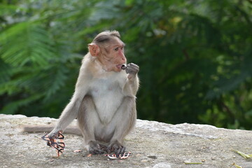 Indian Monkey sitting on a rock and eating something with green background