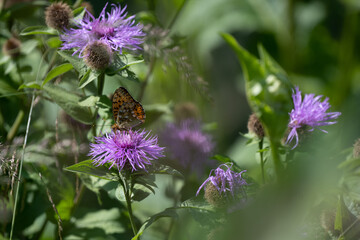Brown and black butterfly, scientific name Argynnis Paphia, sitting on a purple blossom with green leaves