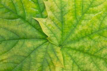 Naklejka na ściany i meble Maple yellow green leaves close-up. Natural background. Horizontal and vertical. Copy space