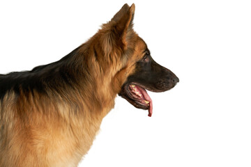 german shepherd  isolated on white