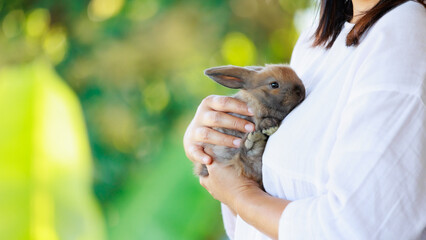 Adorable little bunny laying down in woman chest. Woman hugging and cuddling her pet holland lop...