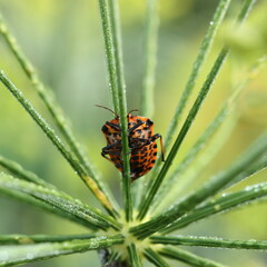 Bed bug orange on a branch of dill with drops of water