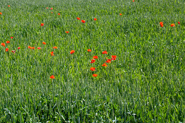 Fototapeta premium red poppies growing in an agricultural field with cereals