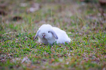 Cute little bunny holland lop sitting and playing on the meadow in the garden. Symbol of Easter holiday.