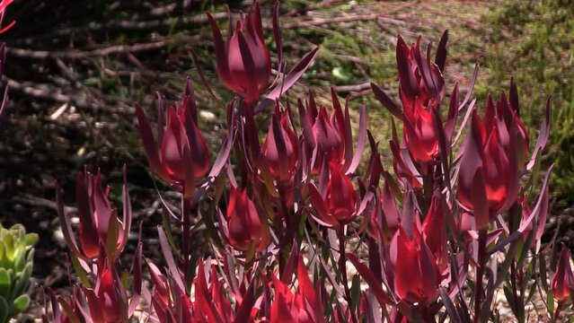 Proteas of the Cape Floral Kingdom