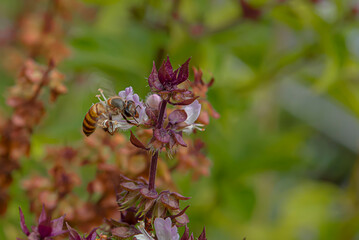 The bee is collecting nectar from flowers.