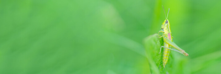Grasshopper in the grass- close up view. © alexbush