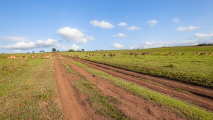 Fototapeta na wymiar Wildlife Park Buck Antelope Animal Herd Summer Landscape