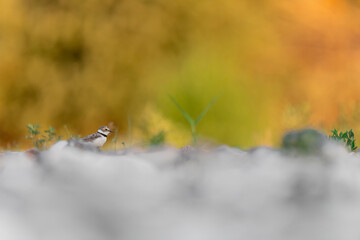 At sunset, fine art portrait of little ringed plover on the beach (Charadrius dubius)