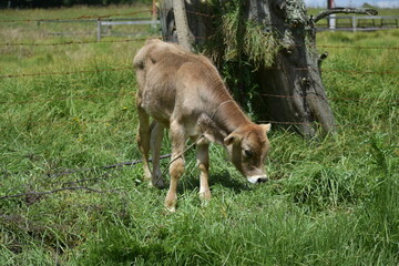 calf in the meadow