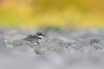 There is someone under the little ringed plover, newborns on the beach! (Charadrius dubius)