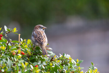 A sparrow (passerida) sitting on a bush of firethorn (pyracantha) with red berries