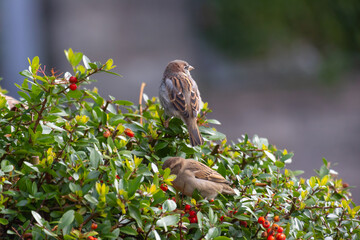 Two sparrows (passerida) sitting on a bush of firethorn (pyracantha) with red berries