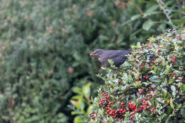 A blackbird (turdus merula) sitting on a bush of firethorn (pyracantha) with a berry in its beak