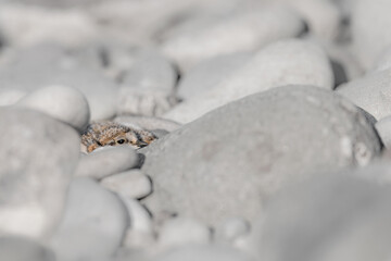 On nest, chick of the little ringed plover (Charadrius dubius)
