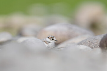First steps among the rocks, fine art portrait of newborn little ringed plover (Charadrius dubius)