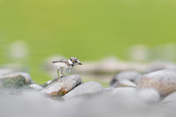 New life on the beach, fine art portrait of little ringed plover (Charadrius dubius)