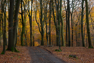 Autumn forest scenery in warm light