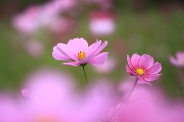 Fototapeta premium 秋の花