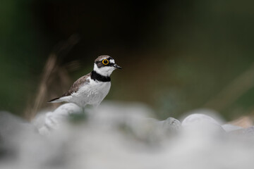 Face to face with the little ringed plover (Charadrius dubius)