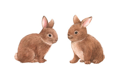 Beautiful stock illustration with hand drawn watercolor cute rabbit family. Forest animal composition clip art.