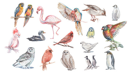 Birds watercolor illustration hand drawn  background animals nature clipart different birds owl 