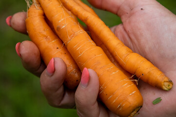 Fresh juicy freshly picked carrots in a woman's hand.