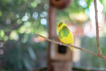 Pretty yellow and green budgerigar parakeet sitting on a branch with  blurred background.