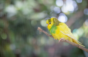 Pretty yellow and green budgerigar parakeet sitting on a branch with  blurred background.
