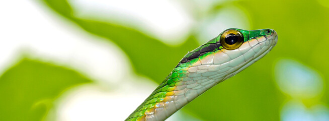 Parrot snake, Satiny Parrot Snake, Leptophis depressirostris, Tropical Rainforest, Corcovado National Park, Osa Conservation Area, Osa Peninsula, Costa Rica, Central America, America