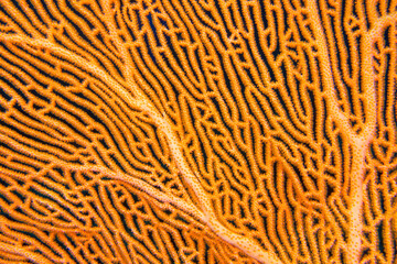 Sea Fan, Sea Whips, Gorgonian, Coral Reef, South Ari Atoll, Maldives, Indian Ocean, Asia