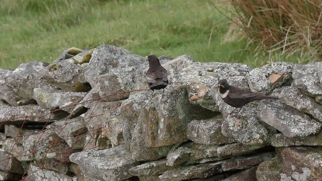 Ring ouzel pair on stone wall carrying food for young in upland breeding grounds