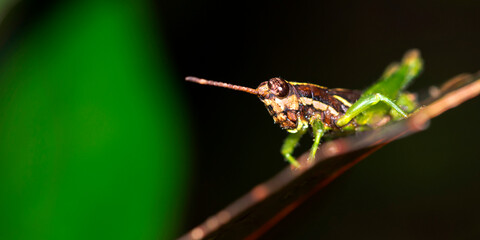 Grasshopper, Tropical Rainforest, Marino Ballena National Park, Uvita de Osa, Puntarenas, Costa Rica, Central America, America