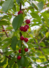 Ripe juicy red cherry on a tree with green leaves in summer after the rain