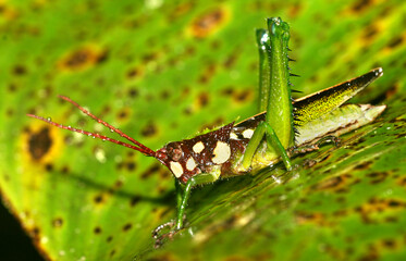 Grasshopper,  Tropical Rainforest, Napo River Basin, Amazonia, Ecuador, South America, America