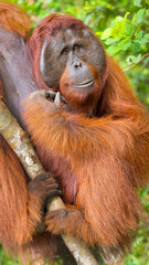 Fototapeta premium Orangutan, Pongo pygmaeus, Sekonyer River, Tanjung Puting National Park, Kalimantan, Borneo, Indonesia
