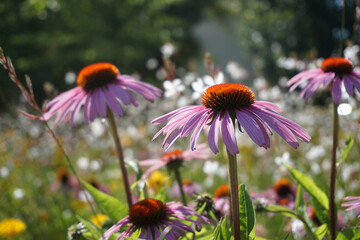 Flower meadow with violet and orange flowers