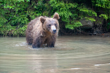 Obraz premium Wild brown bear (Ursus arctos) close up