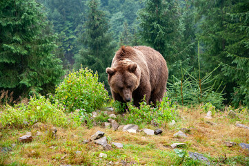 Wild brown bear (Ursus arctos) close up