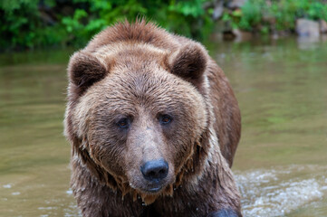 Naklejka na ściany i meble Wild brown bear (Ursus arctos) close up