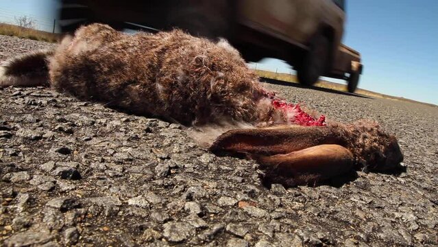 Dead rabbit in the road