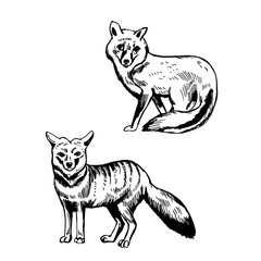 Pampas fox. Sketch  illustration.